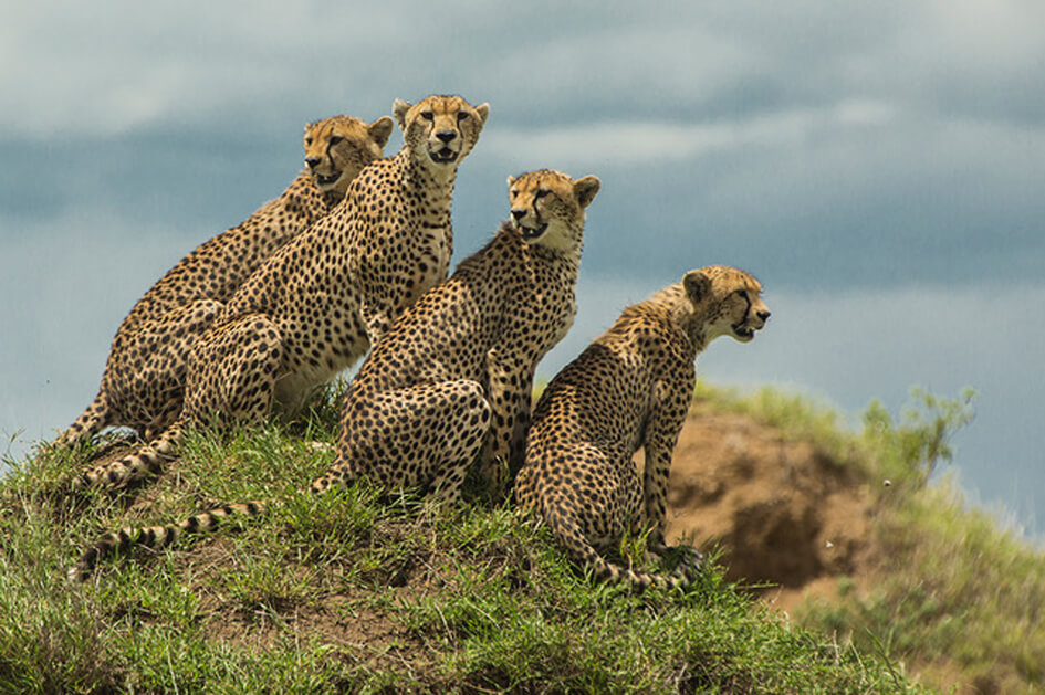 Africa-Yetu-Cheetah-family